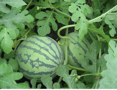 吃瓜网黑什么,黑什么事件引发网友热议